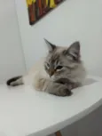 Francisco