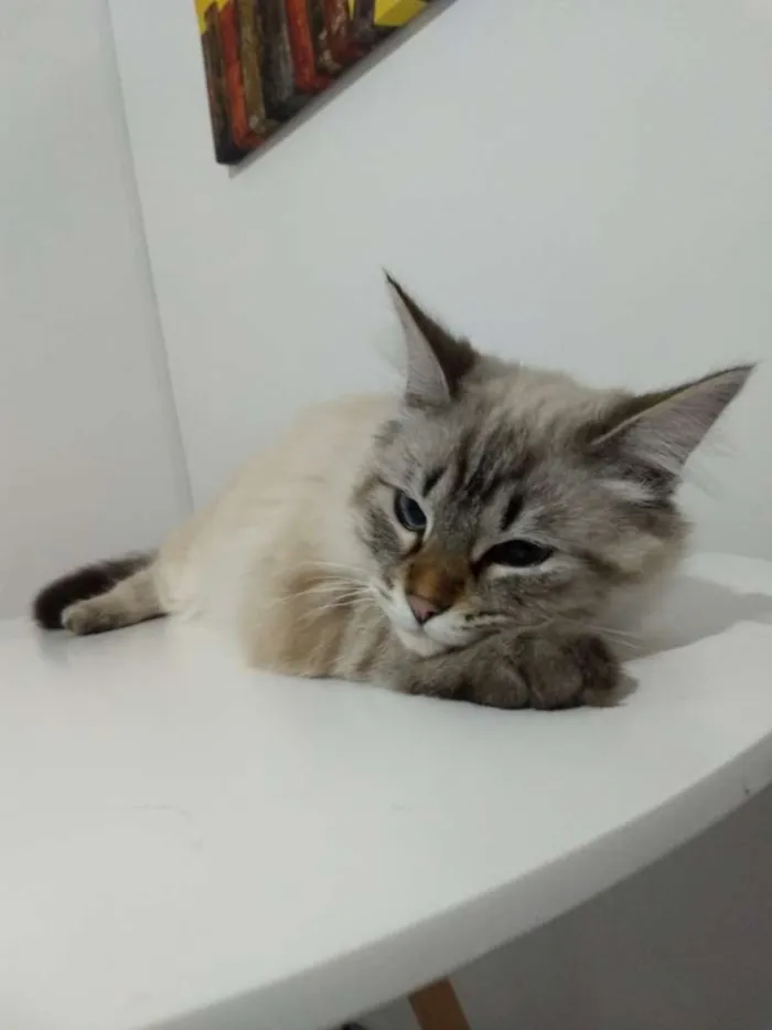 Gato ra a SRD idade 7 a 11 meses nome Francisco