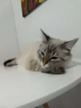 Francisco