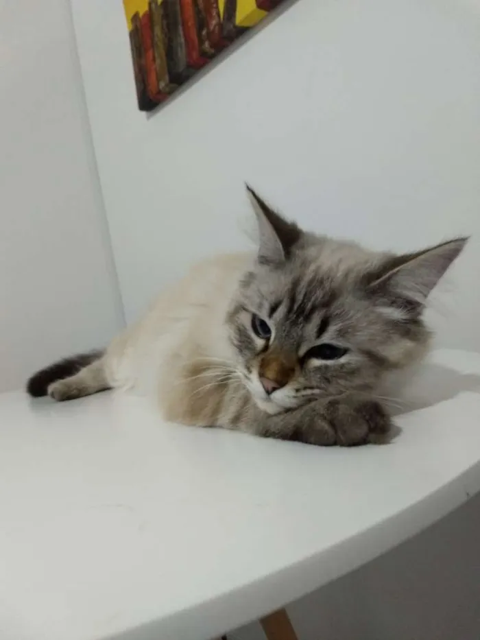 Gato ra a SRD idade 7 a 11 meses nome Francisco