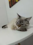 Francisco