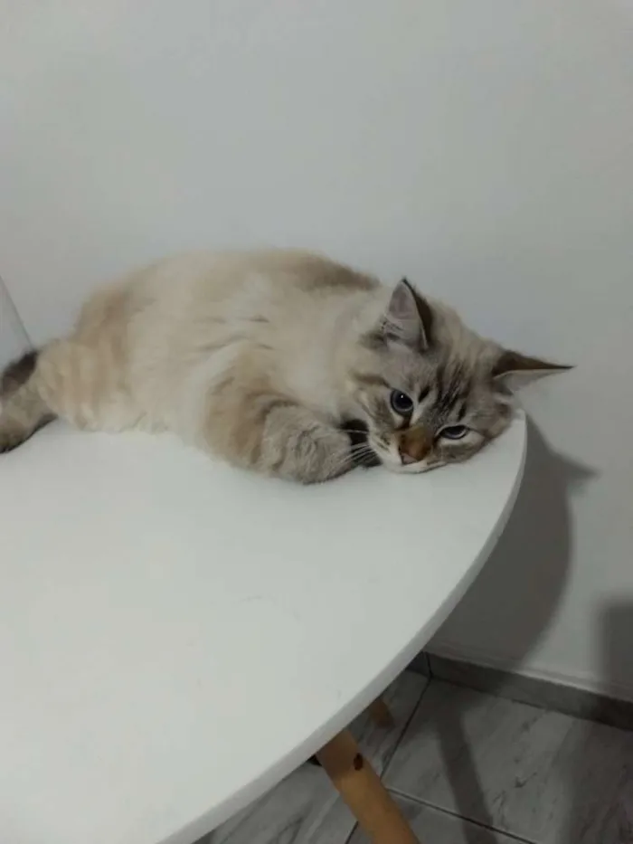 Gato ra a SRD idade 7 a 11 meses nome Francisco