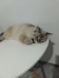 Francisco