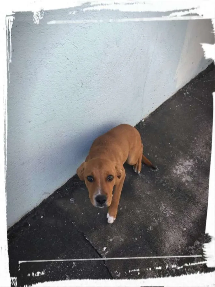 Cachorro ra a  idade  nome Sem nome