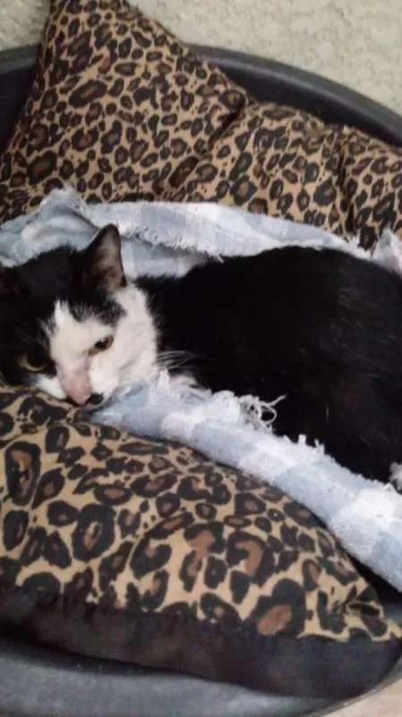Gato ra a sem raça idade 1 ano nome sem nome