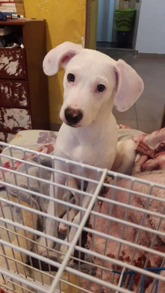 Cachorro ra a Pitbull Black nose idade 2 a 6 meses nome Rantaro 