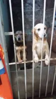Paco e Rabane