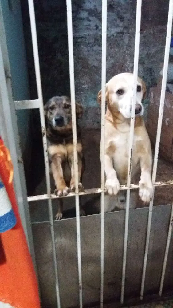 Cachorro raça Mestiço idade 5 anos nome Paco e Rabane