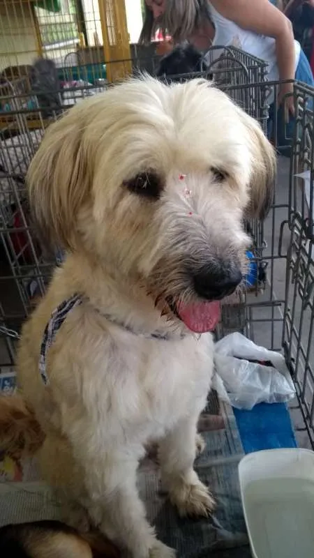 Cachorro ra a Não Definida idade 1 ano nome Melissa