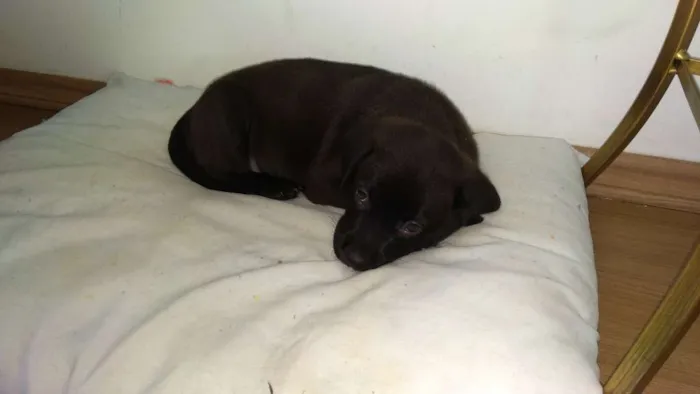 Cachorro ra a SRD idade Abaixo de 2 meses nome Toddy