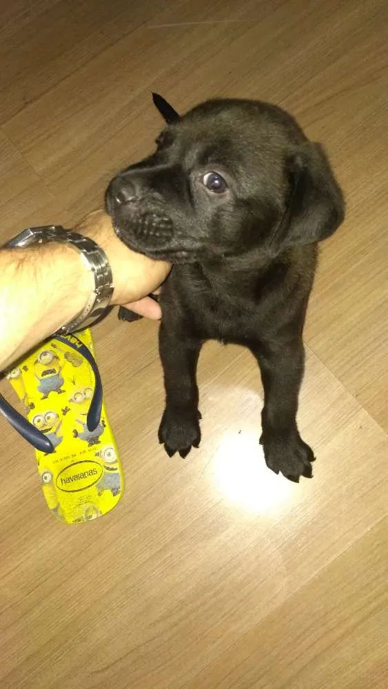 Cachorro ra a SRD idade Abaixo de 2 meses nome Toddy
