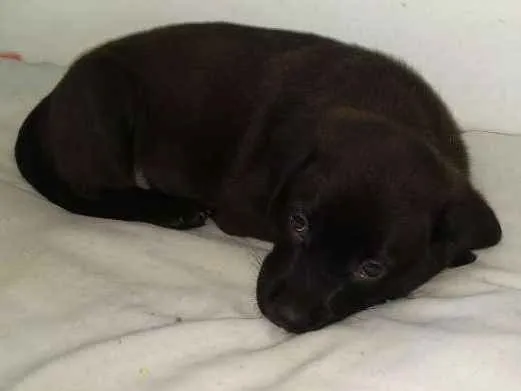 Cachorro ra a SRD idade Abaixo de 2 meses nome Toddy