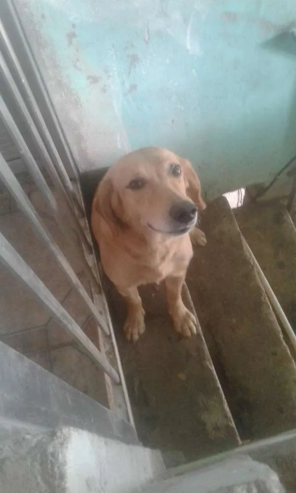 Cachorro ra a Não possui mistura com labrado idade 3 anos nome Kalindra