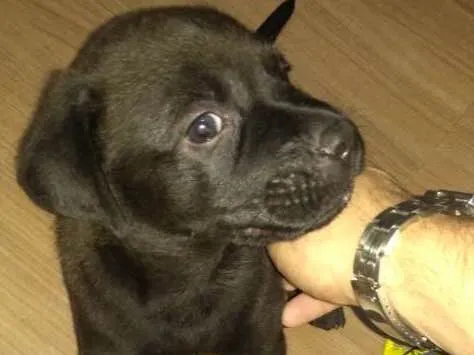 Cachorro ra a SRD idade Abaixo de 2 meses nome Toddy