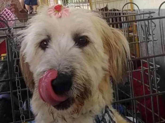 Cachorro ra a Não Definida idade 1 ano nome Melissa