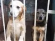 Paco e Rabane