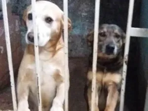 Cachorro raça Mestiço idade 5 anos nome Paco e Rabane