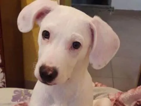 Cachorro ra a Pitbull Black nose idade 2 a 6 meses nome Rantaro 