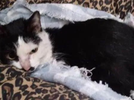 Gato ra a sem raça idade 1 ano nome sem nome