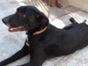 Cachorro raça Desconhecida idade 7 a 11 meses nome Dara