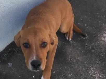 Cachorro ra a  idade  nome Sem nome