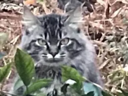 Gato raça sem raça idade 1 ano nome toquio