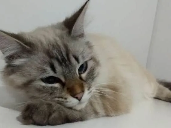 Gato ra a SRD idade 7 a 11 meses nome Francisco