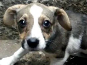 Cachorro raça Sem raça definida idade 2 a 6 meses nome Filhotes Fêmeas