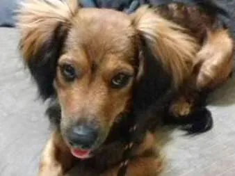 Cachorro ra a SRD idade 2 anos nome Chiara