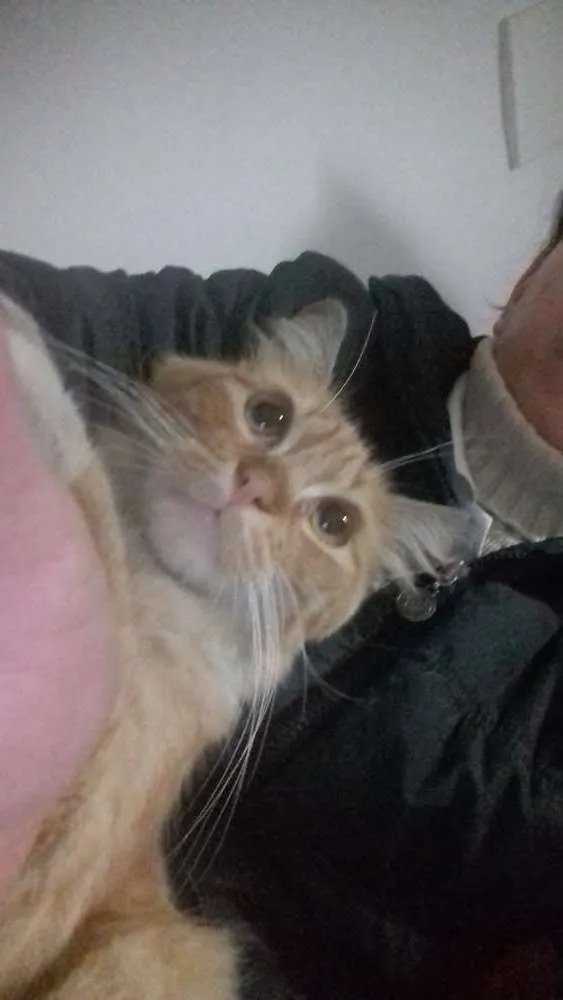 Gato ra a srd idade 7 a 11 meses nome Adalberto 