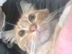 Gato raça srd idade 7 a 11 meses nome Adalberto 
