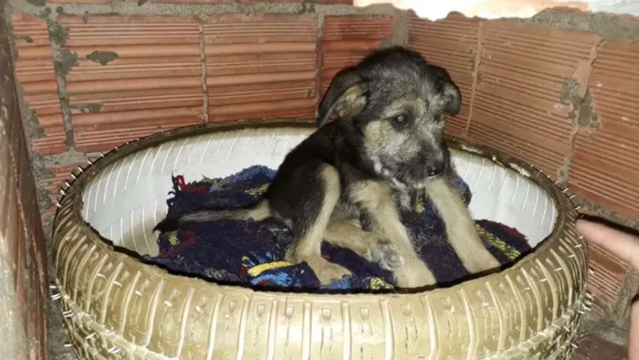 Cachorro ra a Vira lata idade 2 a 6 meses nome Estopinha