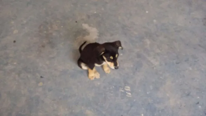 Gato ra a Vira lata idade 2 a 6 meses nome Tuti fruti