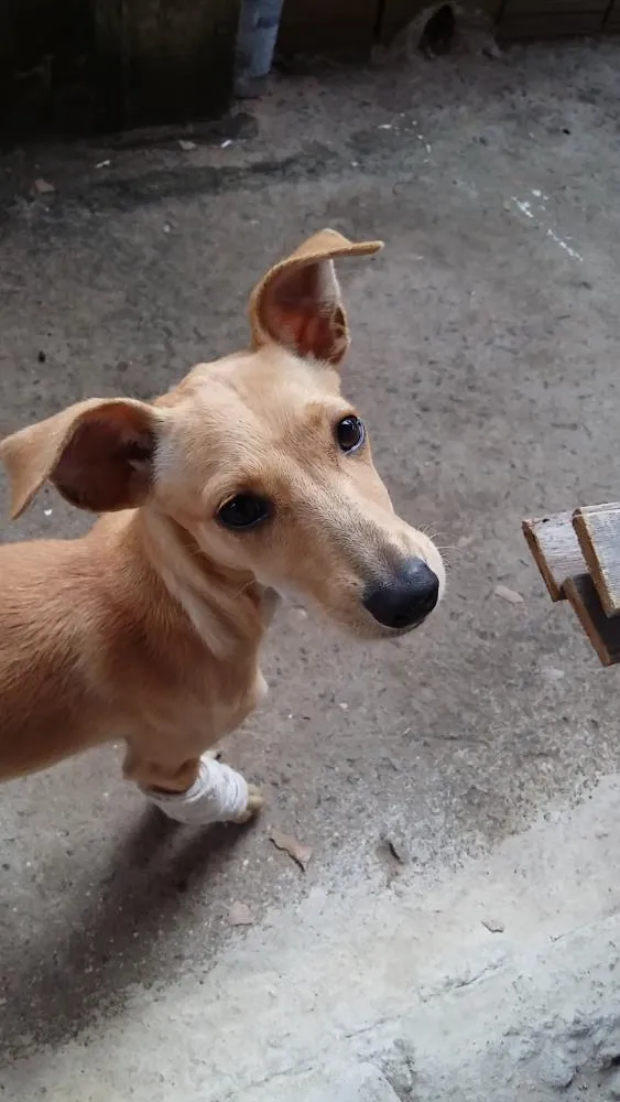 Cachorro ra a RND idade 2 a 6 meses nome Sem nome