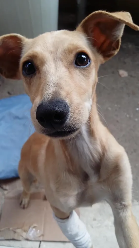 Cachorro ra a RND idade 2 a 6 meses nome Sem nome