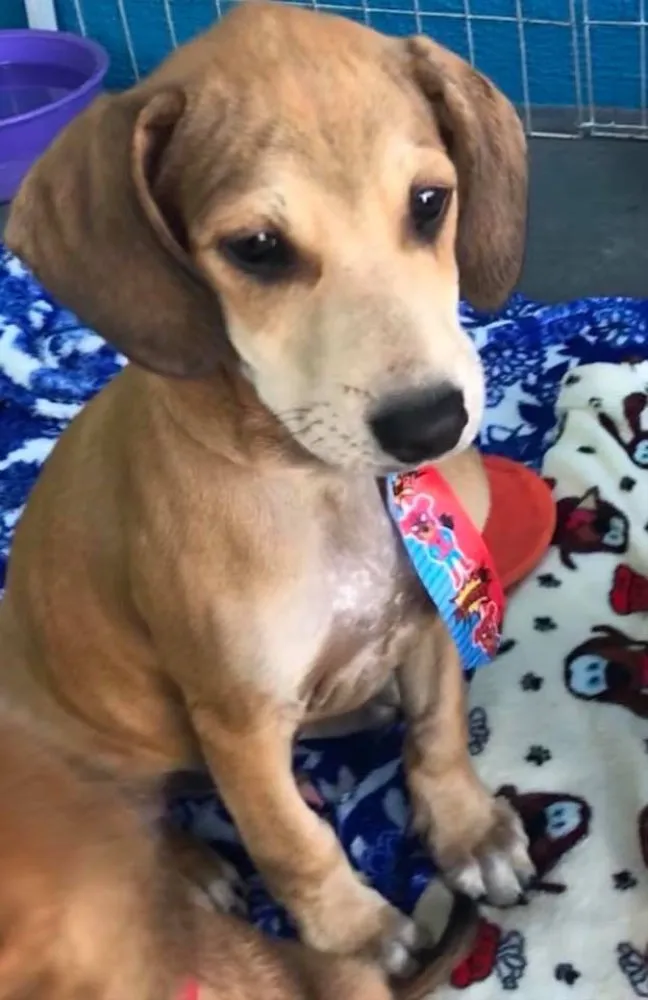Cachorro ra a SRD idade  nome Brilho