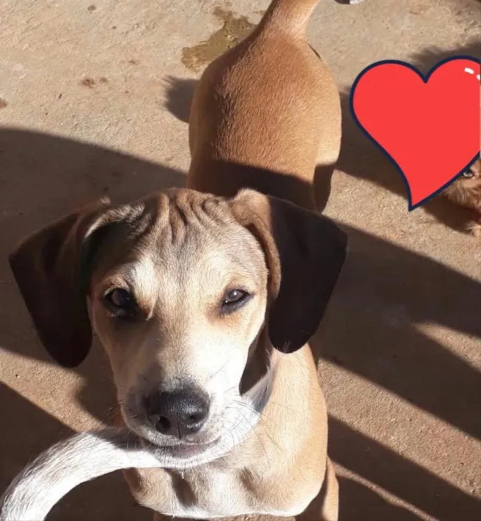 Cachorro ra a SRD idade  nome Brilho