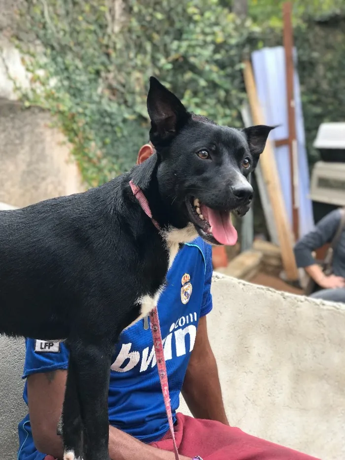 Cachorro ra a SRD idade  nome Soike