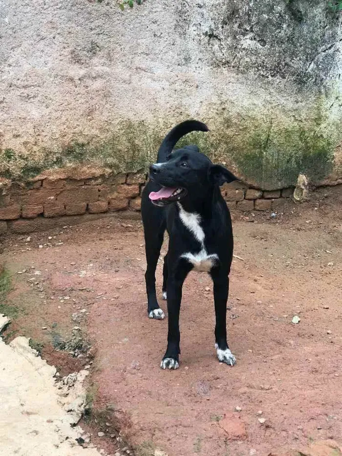 Cachorro ra a SRD idade  nome Soike