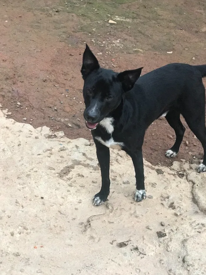 Cachorro ra a SRD idade  nome Soike