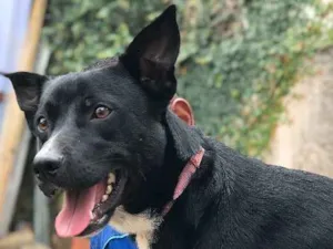 Cachorro raça SRD idade  nome Soike