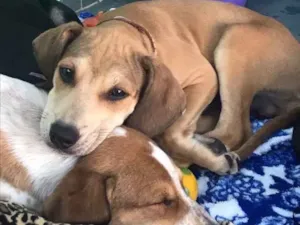 Cachorro raça SRD idade  nome Brilho