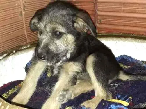Cachorro ra a Vira lata idade 2 a 6 meses nome Estopinha