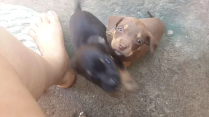 Cachorro ra a Vira lata idade 2 a 6 meses nome Sem nome