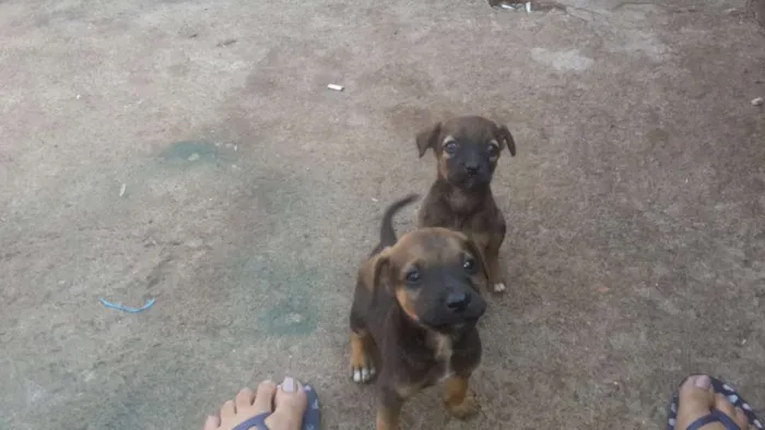Cachorro ra a Vira lata idade 2 a 6 meses nome Sem nome