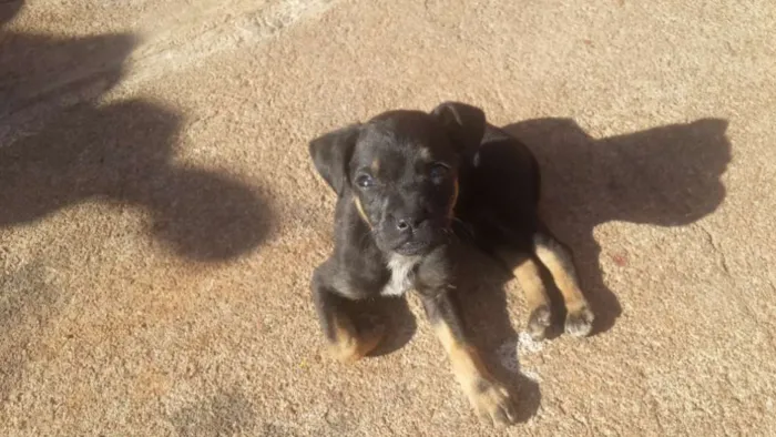 Cachorro ra a Vira lata idade 2 a 6 meses nome Sem nome