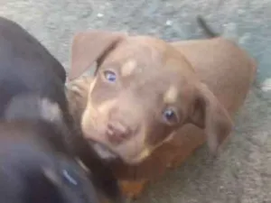 Cachorro raça Vira lata idade 2 a 6 meses nome Sem nome