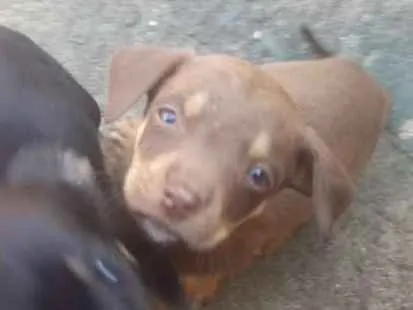 Cachorro ra a Vira lata idade 2 a 6 meses nome Sem nome