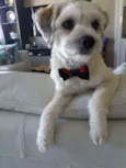 Scooby 