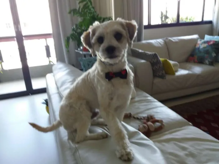 Cachorro ra a SRD idade 1 ano nome Scooby 